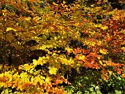 94 Splendidi caldi colori autunnali delle foglie dei faggi